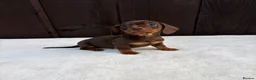 Miniature Dachshund dogs for sale: Dachshund puppies 2 boys 1 girl  - Advert 32