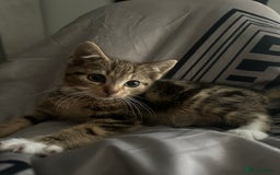 American Shorthair cats for sale: 7 weeks old Tabby Kitten  - Advert 7