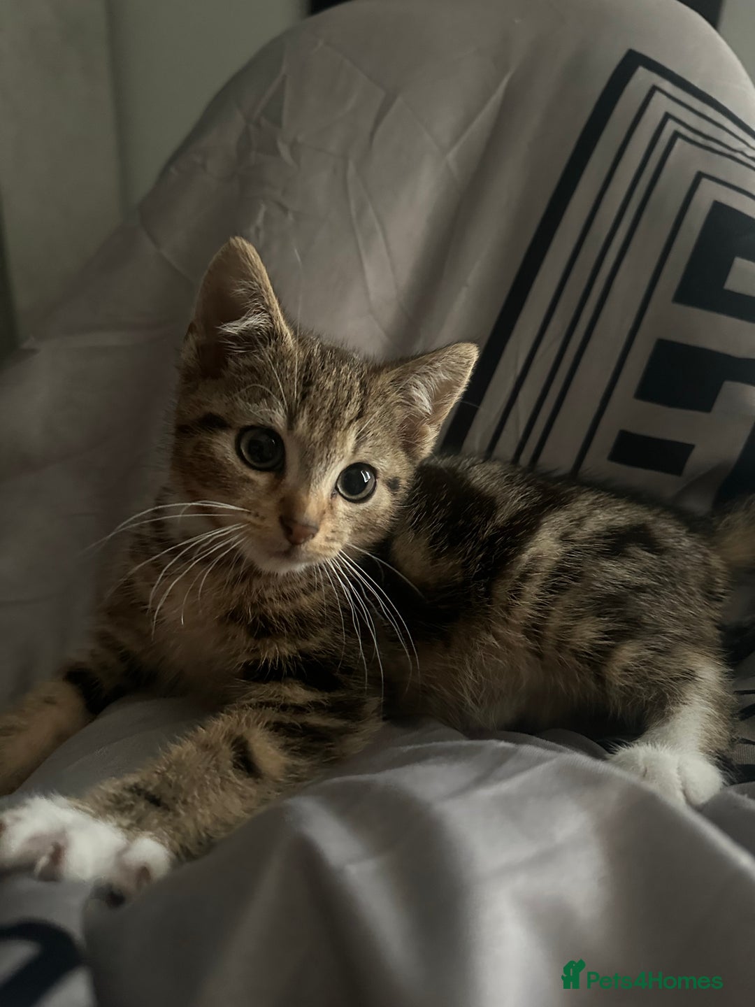 American Shorthair cats for sale: 7 weeks old Tabby Kitten  - Advert 7