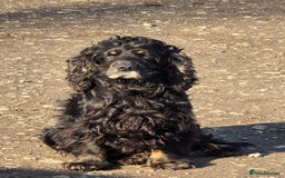 Cocker Spaniel dogs for sale: Show Cocker Spaniel Puppies Homebred Licenced - Image 6