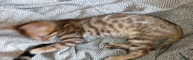 Bengal Kitten 1