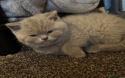 British Shorthair cats for sale: British Shothair Lilac - Image 10