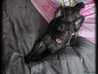 French Bulldog dogs ❤️⭐️ Beautiful Frenchie Pom Girl ❤️⭐️ ⭐️ - Advert 4