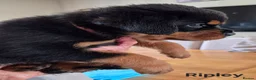 Rottweiler dogs for sale: Ready next week. Kc reg, health tested parents - Advert 17