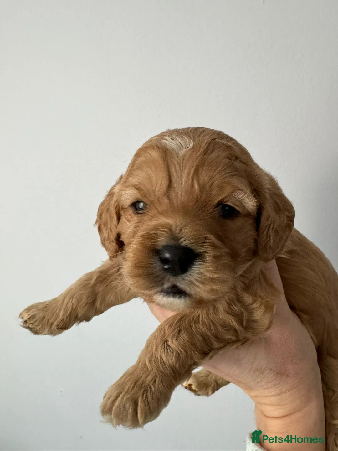 Cavalier King Charles Spaniel dogs for stud:  HEALTH TESTED kc cavalier king charles for stud  in Bedford - Advert 10