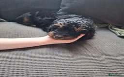 Cockapoo dogs for sale: 2 girls  - Image 3