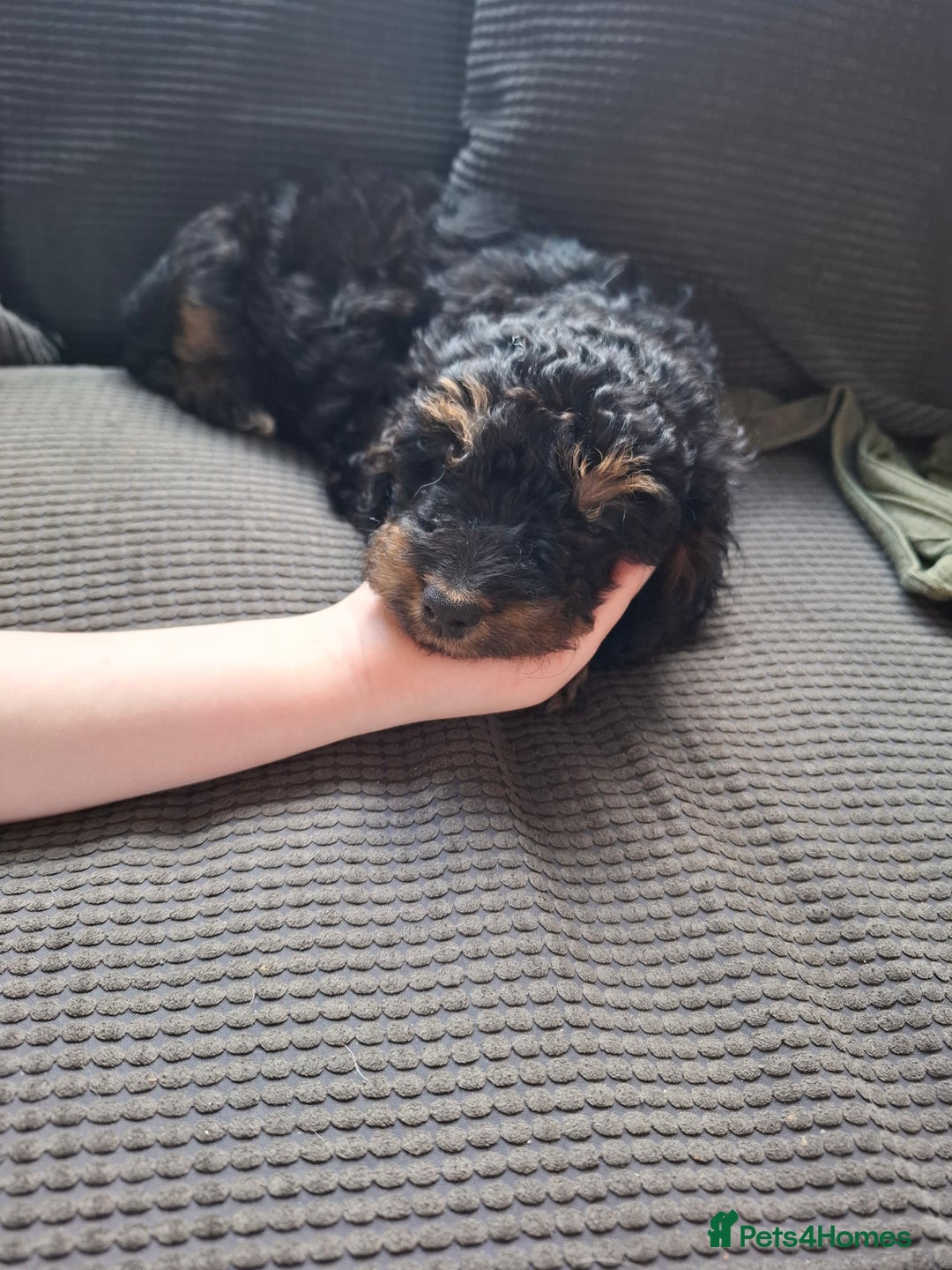 Cockapoo dogs for sale: 2 girls  - Image 3