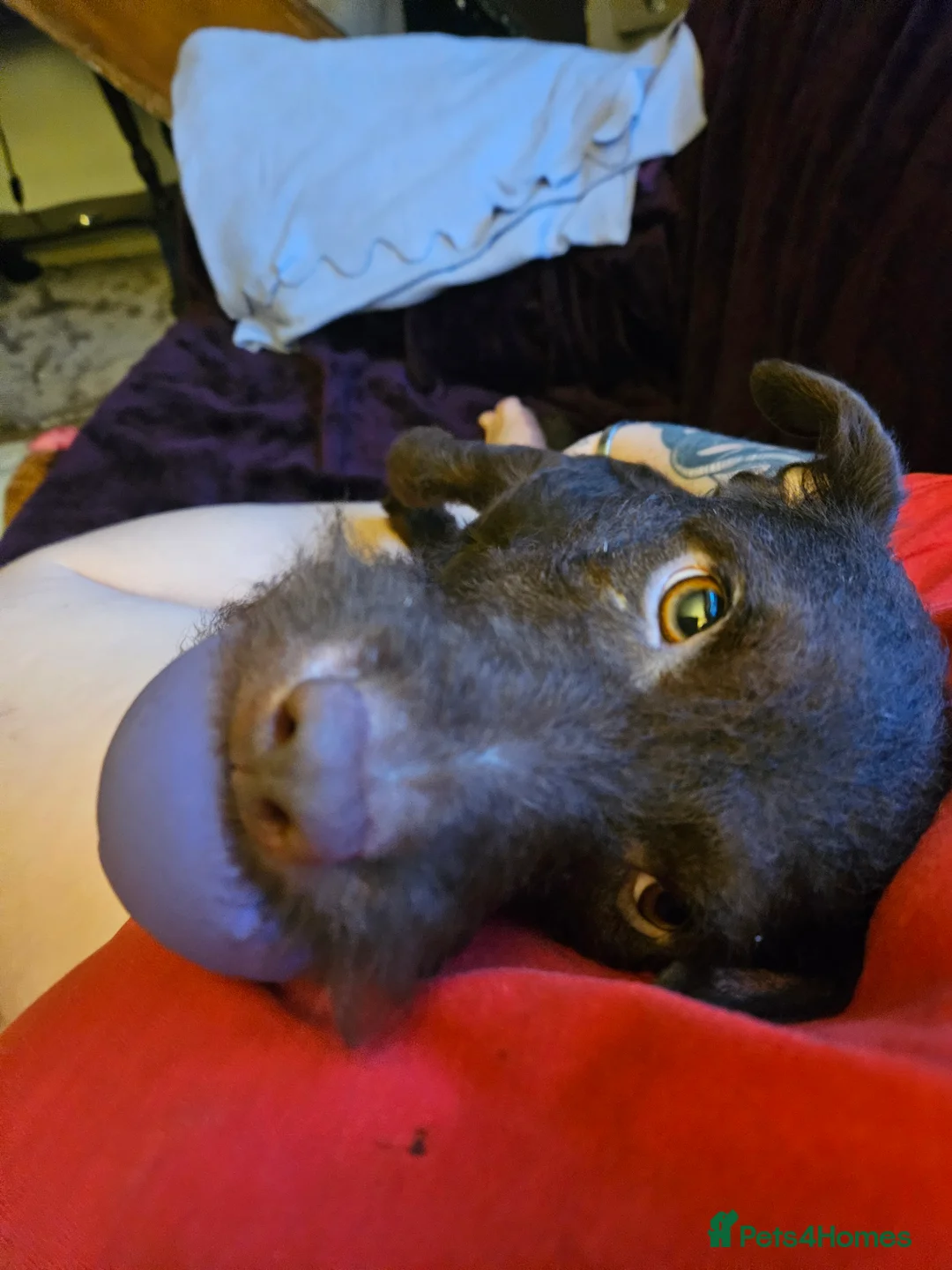 Patterdale Terrier dogs for sale: Buddy - Advert 2