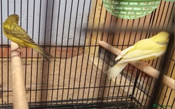 Canaries birds for sale: Spanish timbrado canaries pair - Advert 4