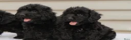 Cockapoo dogs for sale: 4 beautiful cockapoo boys  - Advert 8