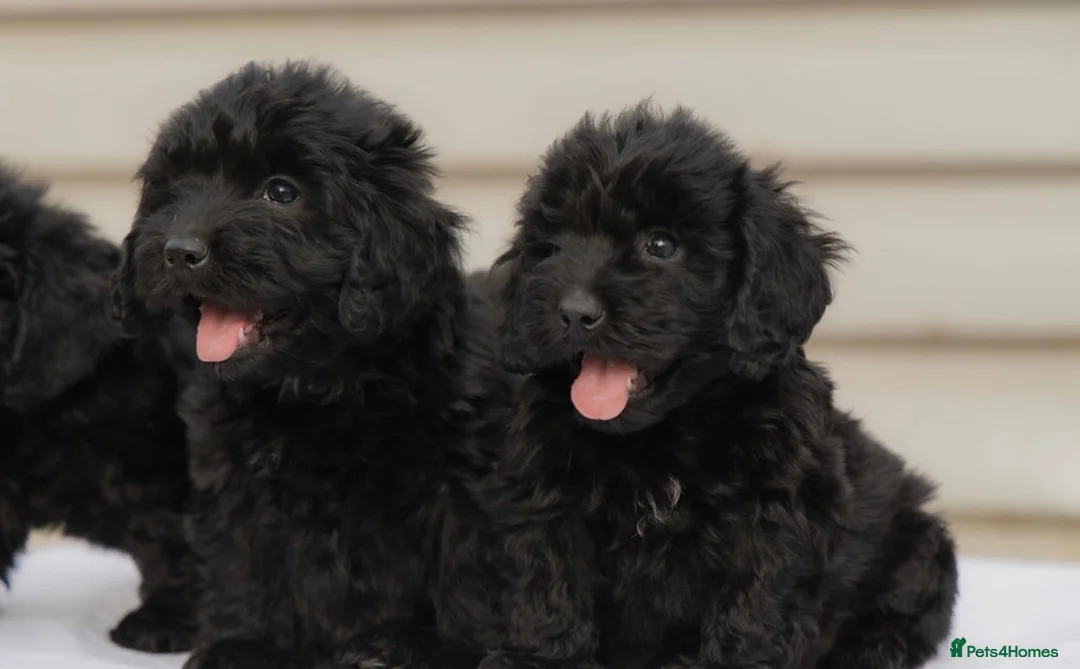 Cockapoo dogs for sale: 4 beautiful cockapoo boys  - Advert 8