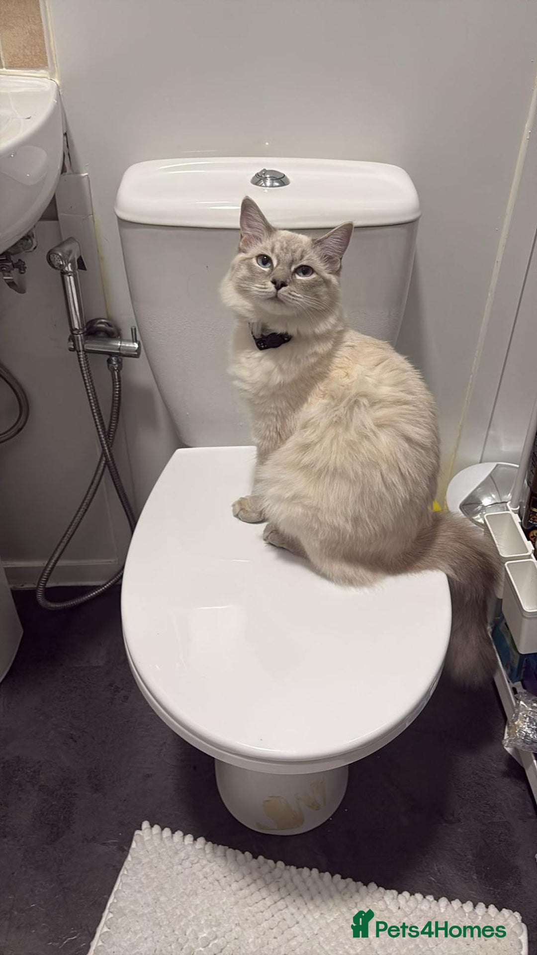 Ragdoll cats for sale: Beautiful lilic linx ragdoll female 16 months - Advert 6