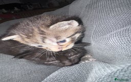 British Shorthair cats for sale: Kittens  - Advert 4