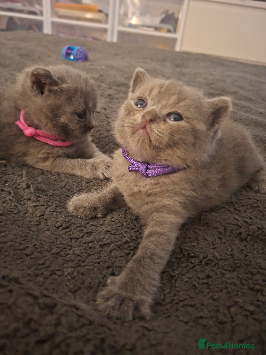 British Shorthair cats for sale: British blue kittens GCCF registered 🩷💜 - Advert 10