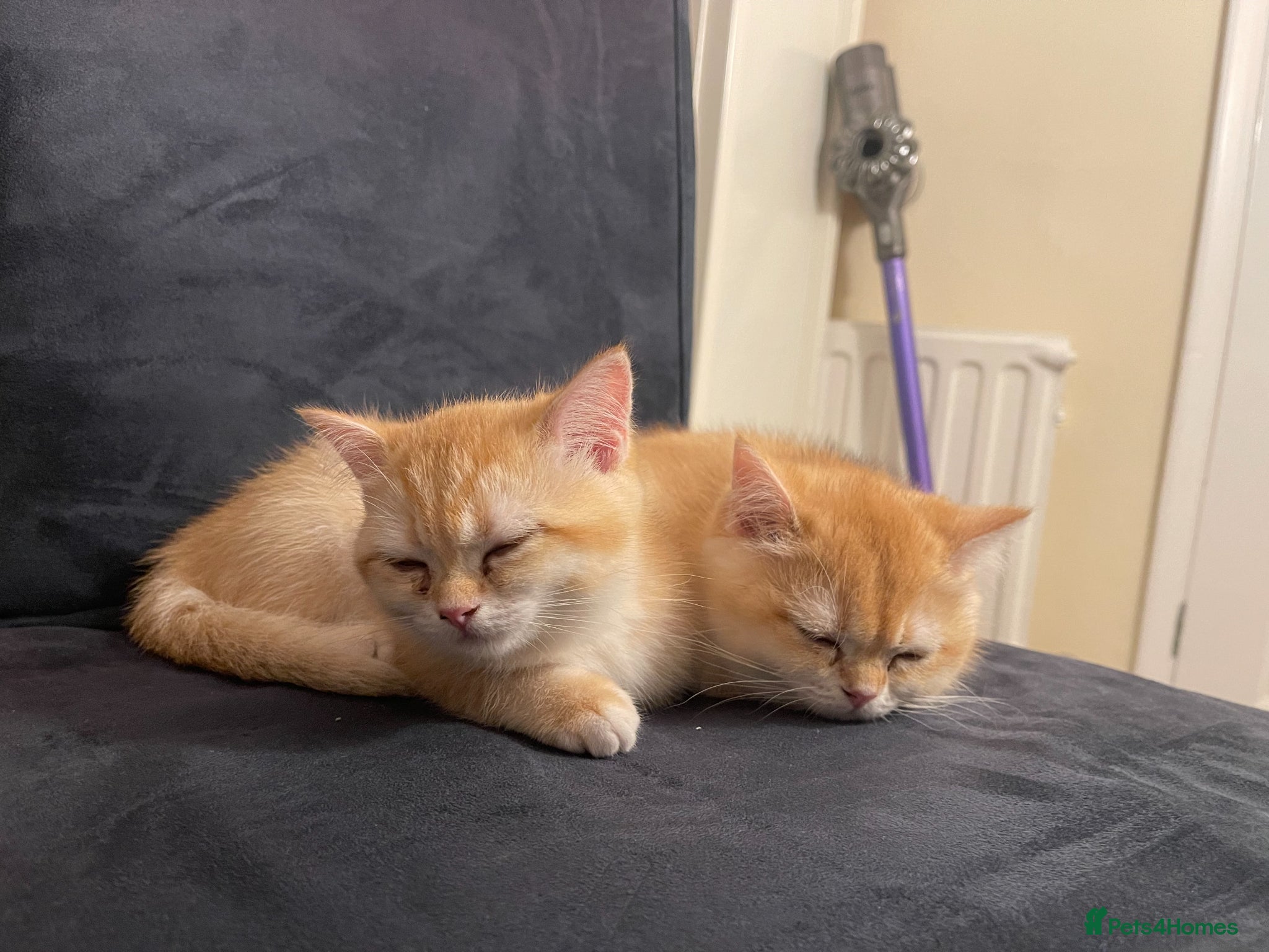 British Shorthair cats British Shorthair Golden Kittens 2 Beautiful Girls - Advert 1