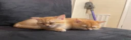 British Shorthair cats for sale: British Shorthair Golden Kittens 2 Beautiful Girls - Advert 1