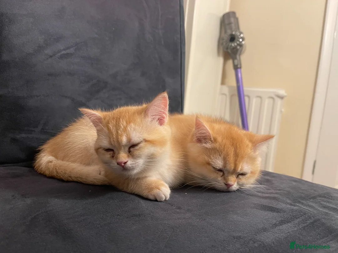 British Shorthair cats for sale: British Shorthair Golden Kittens 2 Beautiful Girls - Advert 1