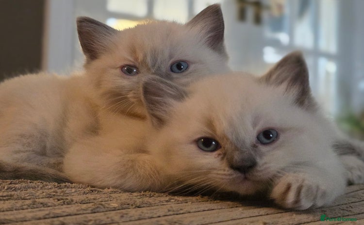 Ragdoll cats - Advert 13