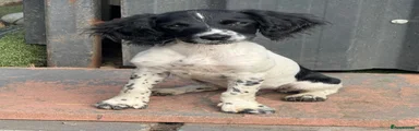 English Springer Spaniel 1