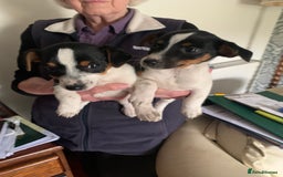 Jack Russell dogs for sale: Miniature jack russel puppies - Image 3