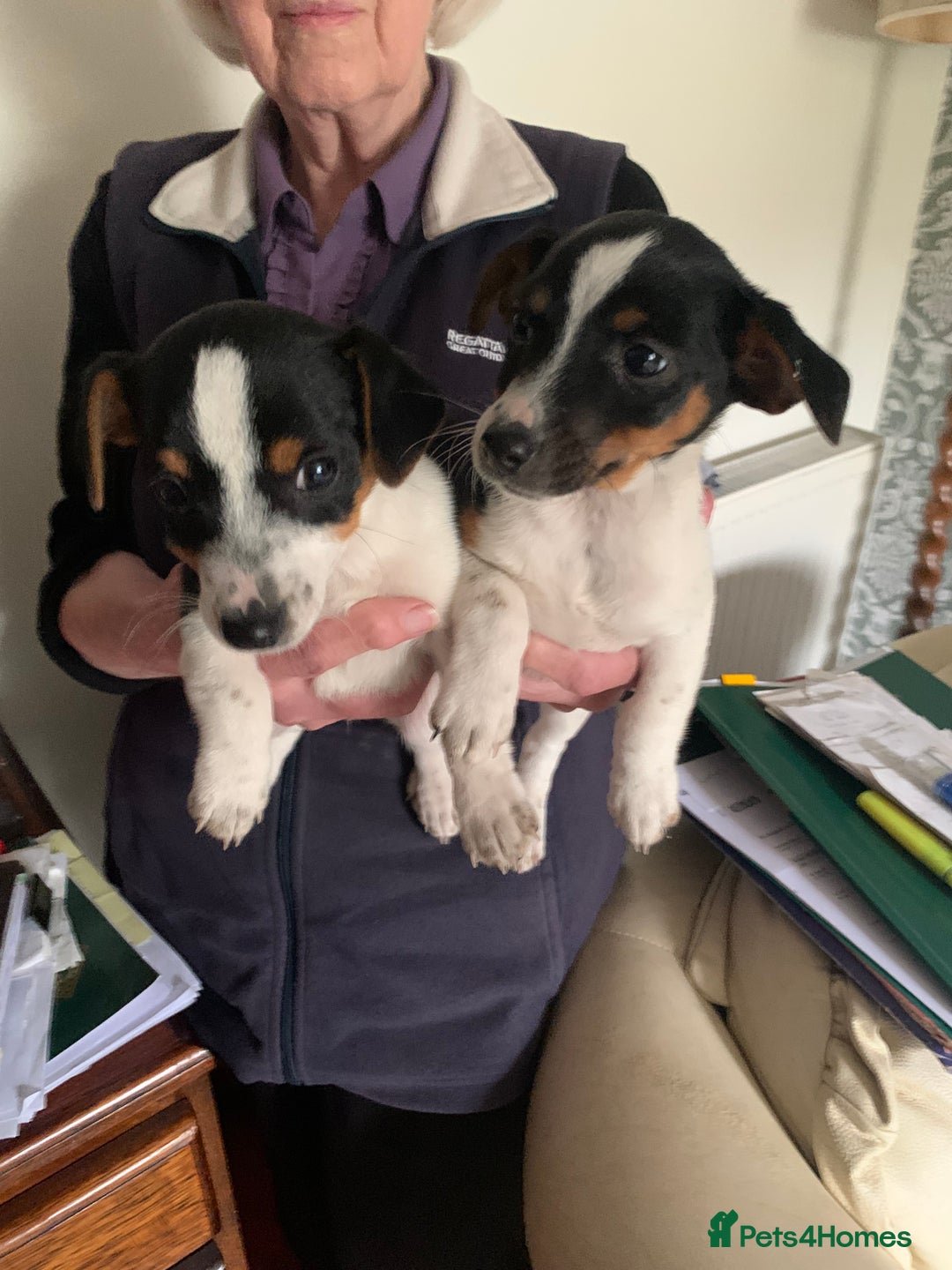 Jack Russell dogs for sale: Miniature jack russel puppies - Image 3