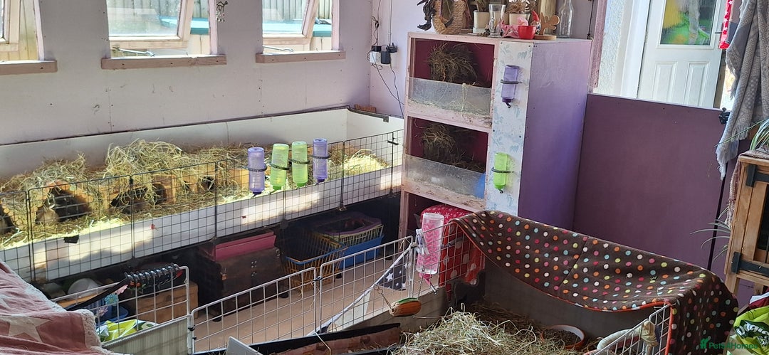 Guinea Pig rodents for sale: MEADOW SIDE CAVIES HEREFORDSHIRE  - Advert 25
