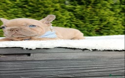 French Bulldog dogs for sale: ❤️ 🐶 beautiful French bulldog puppies ❤️🐶 - Image 23