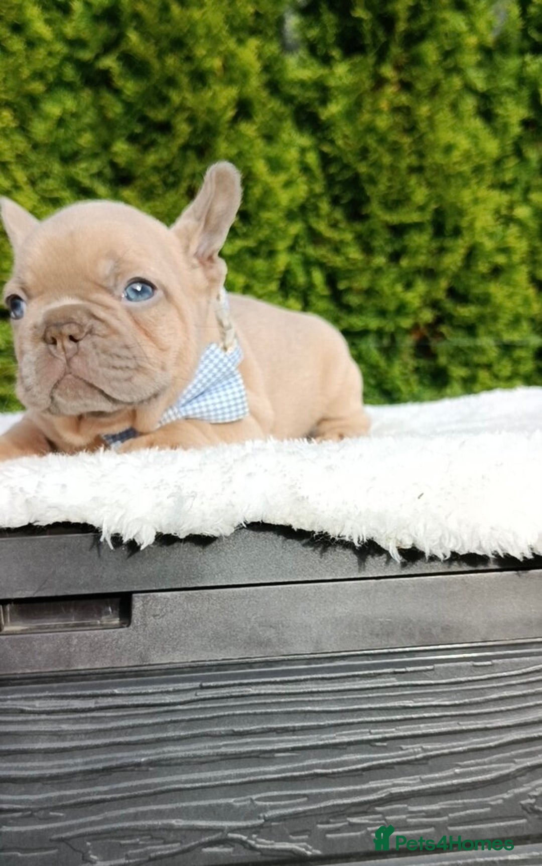 French Bulldog dogs for sale: ❤️ 🐶 beautiful French bulldog puppies ❤️🐶 - Image 23