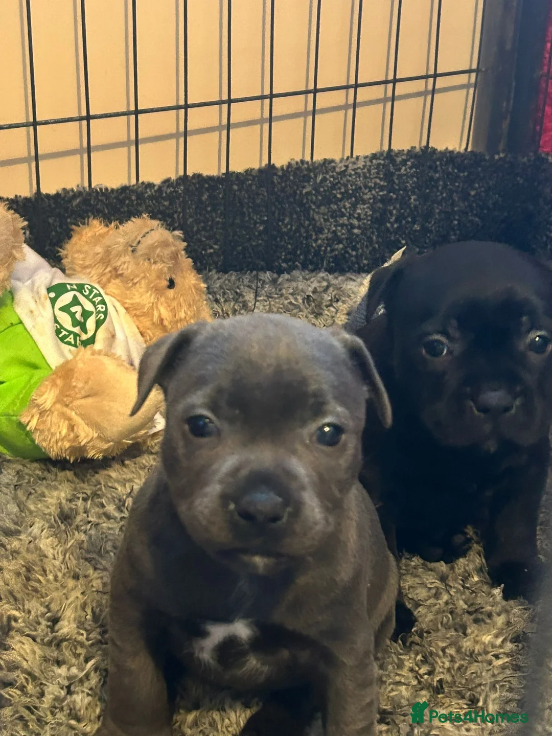 Staffordshire Bull Terrier dogs for sale: Blue and black staff puppies  - Advert 1