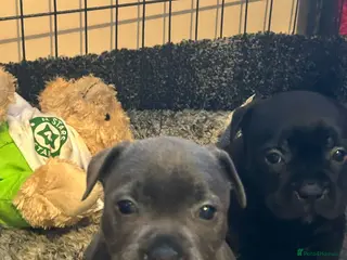 Staffordshire Bull Terrier dogs Blue and black staff puppies - Advert 1