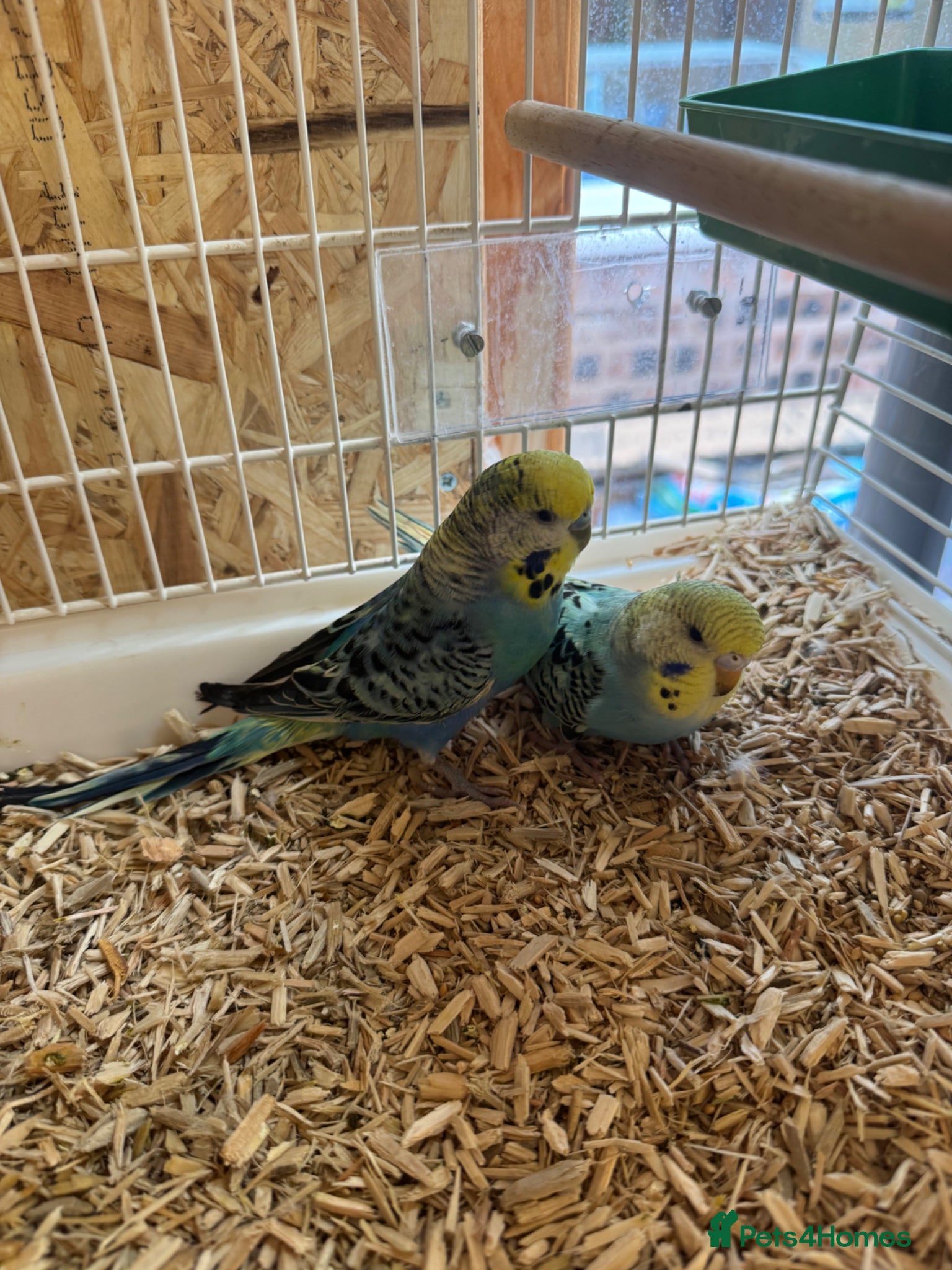 Budgerigars birds Young rainbow budgies  - Advert 1