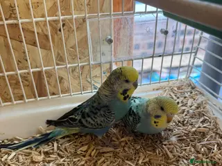Budgerigars birds for sale: Young rainbow budgies - Advert 3