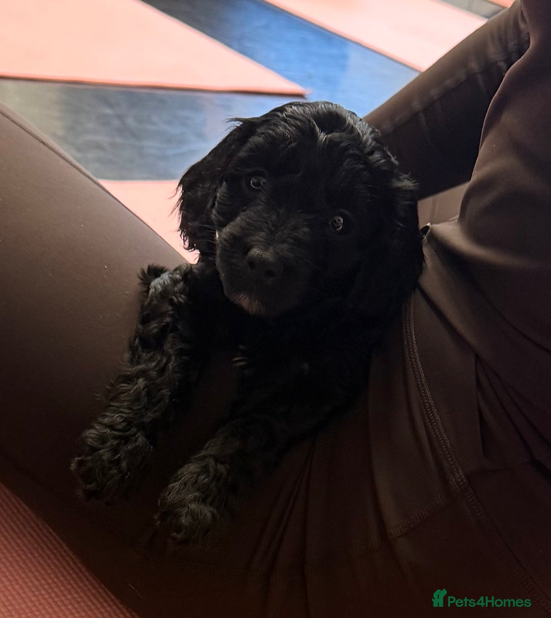 Sproodle dogs for sale: Stunning Sproodles  - Advert 12