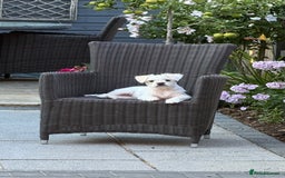 Mixed Breed dogs for sale: Little Diva!  - Image 6
