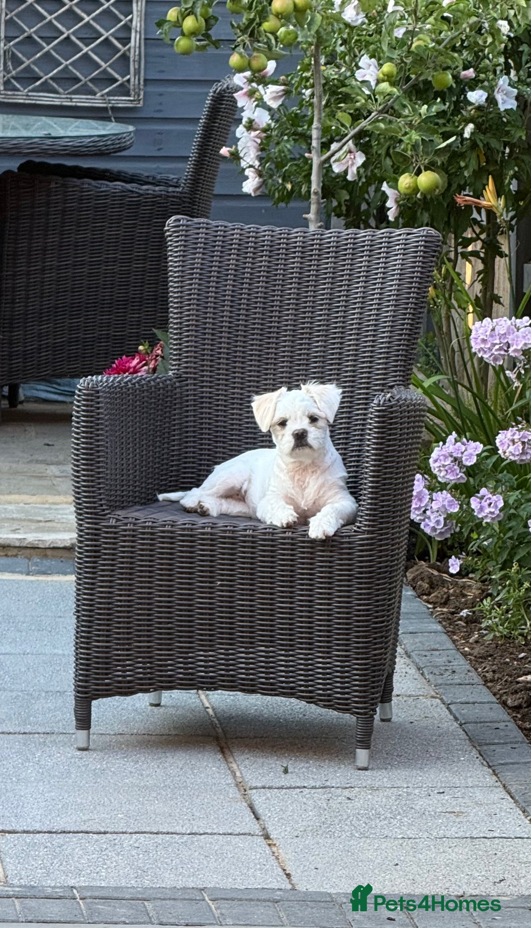 Mixed Breed dogs for sale: Little Diva!  - Image 6