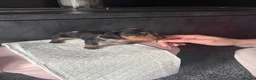 Miniature Dachshund dogs for sale: 🐾 Miniature Dachshund Puppies – KC registered 🐾 in Birmingham - Advert 13
