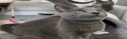 Russian Blue cats for sale: Russian Blue Kittens  - Advert 28