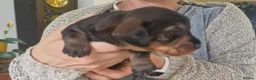 Dachshund dogs for sale: Standard Wirehaired Dachshund pups - Advert 5