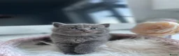 British Shorthair cats for sale: Champion Bloodline British shorthair kittens - Advert 17
