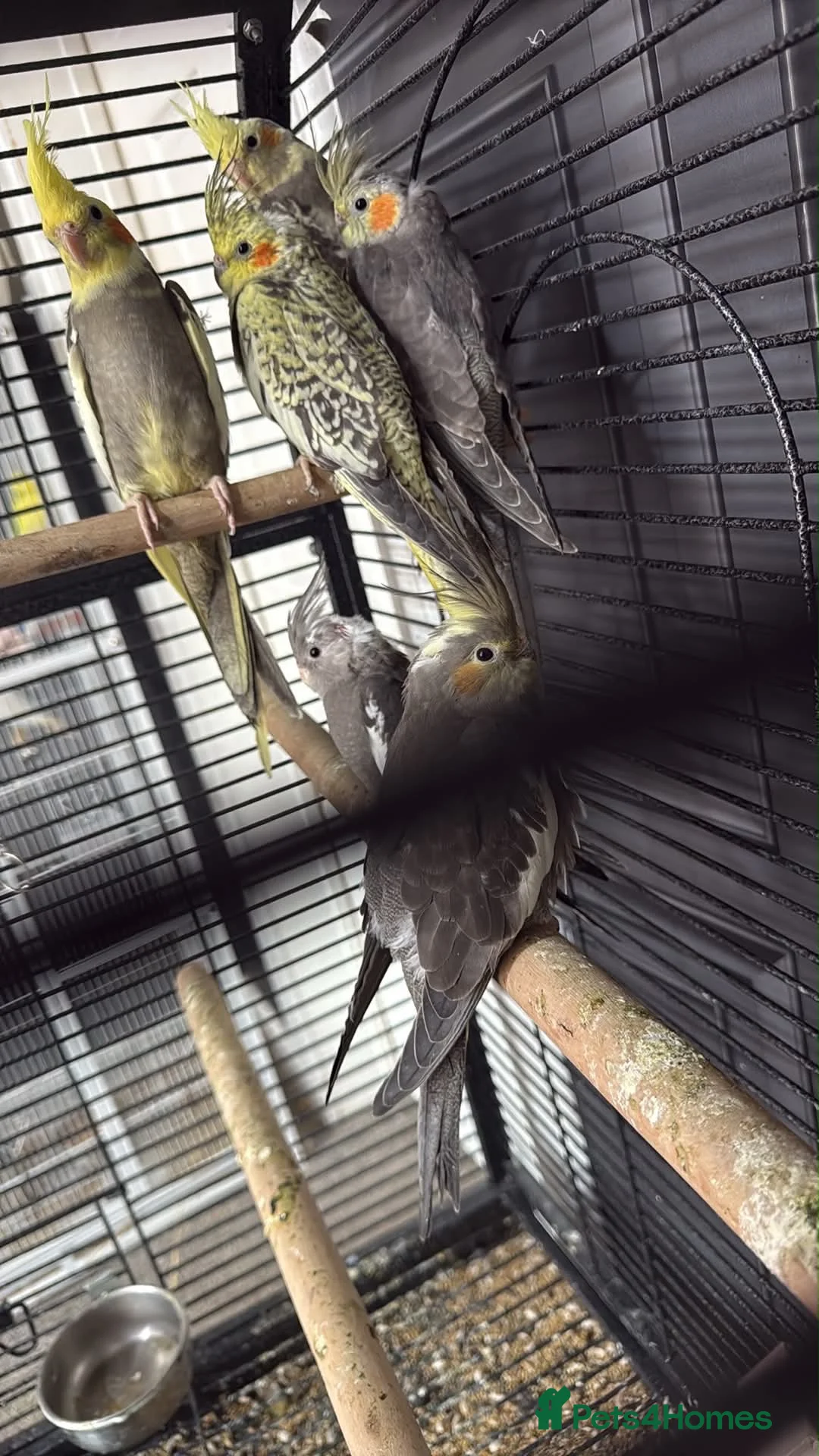 Cockatiels birds for sale: 4 Month Old Baby Cockatiels  - Advert 5
