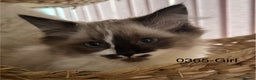 Ragdoll cats for sale: Gorgeous Ragdolls - Advert 9