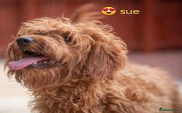 Mixed Breed dogs for sale: Stunning multigenerational golden Irish doodles  - Image 10