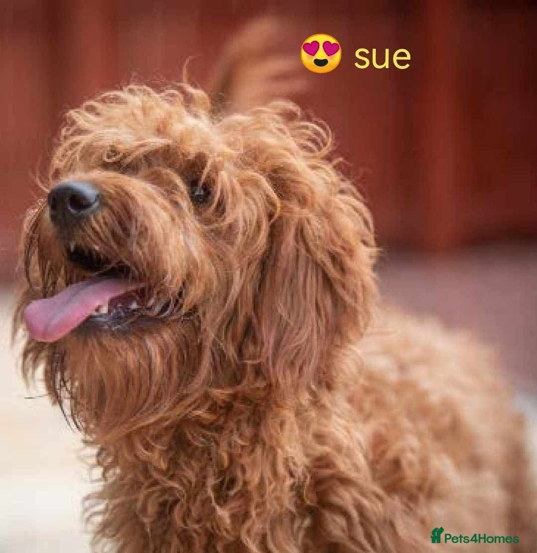 Mixed Breed dogs for sale: Stunning multigenerational golden Irish doodles  - Image 10