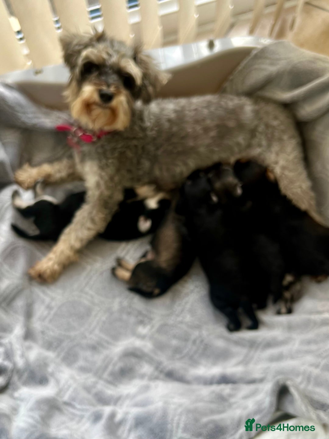 Miniature Schnauzer dogs for sale: 🐾🐶Schnauzer/Schnoodles🐶🐾 - Image 14