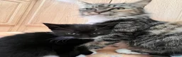 Mixed Breed cats for sale: 🐾 4 Male Kittens Looking for Loving Homes 🐾  - Advert 15