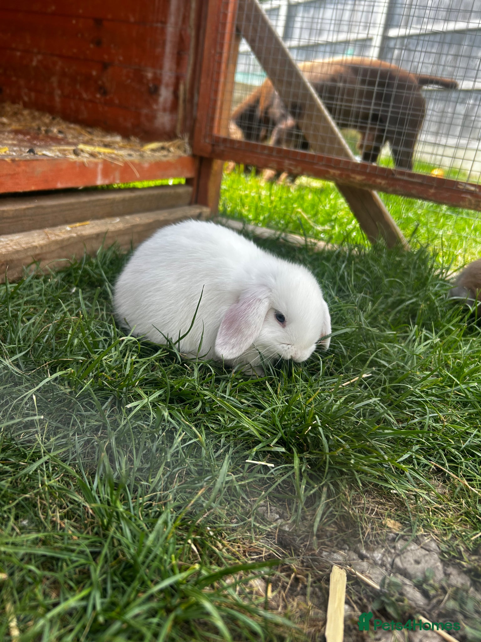 Mixed Breed rabbits for sale: 4 x baby bunnies for sale - Advert 3