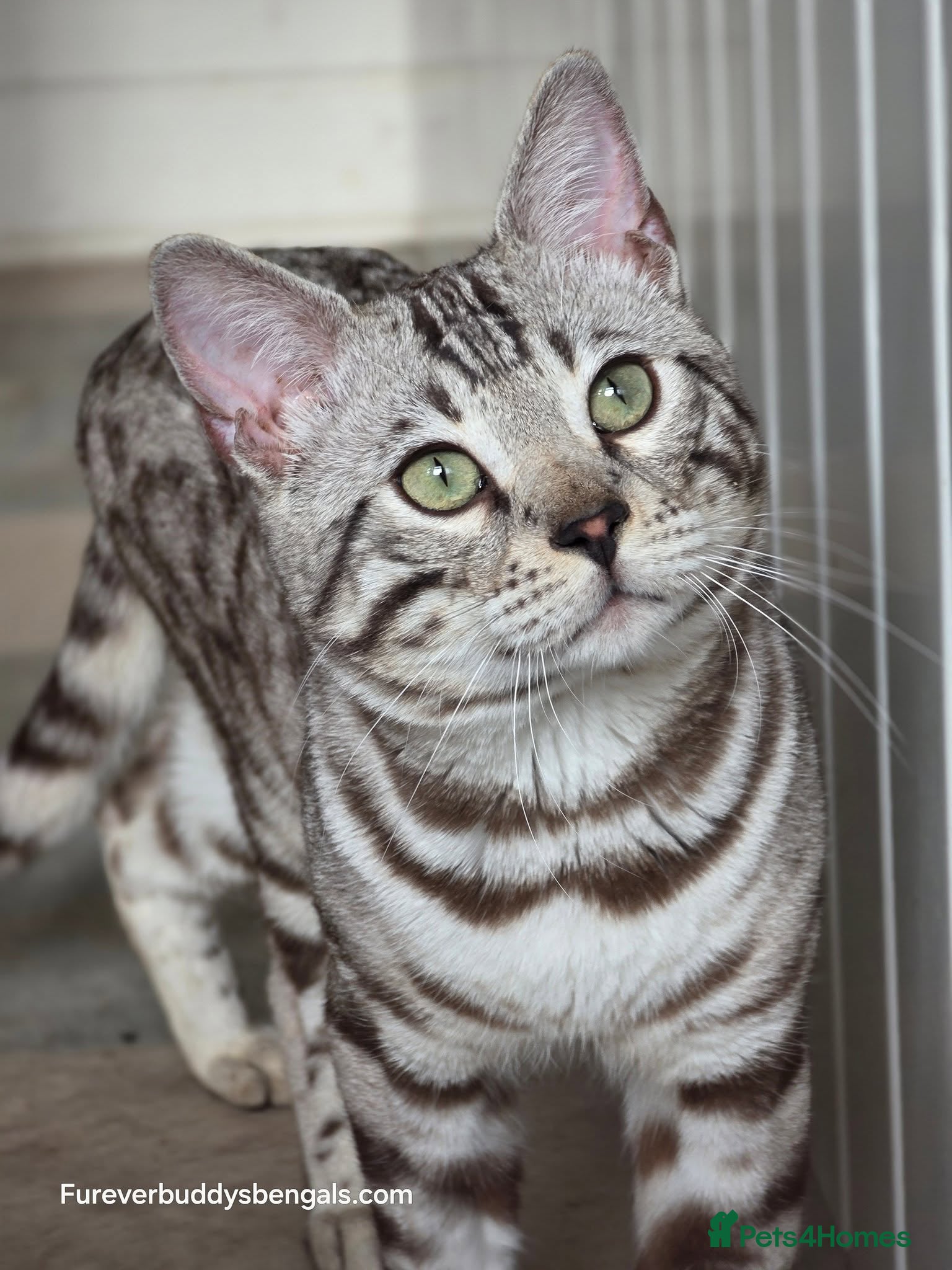 Bengal cats Gorgeous Silver Sepia Rosetted Active Boy - Advert 1