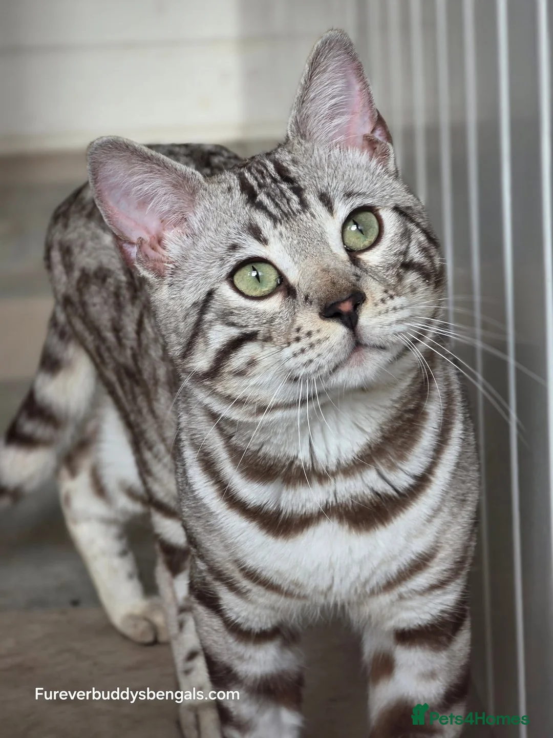 Bengal cats for sale: Gorgeous Silver Sepia Rosetted Active Boy - Advert 1