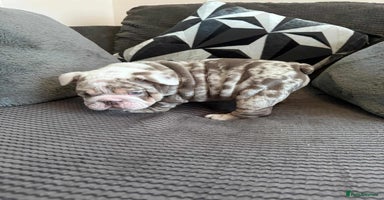 English Bulldog dogs English Bulldog puppies  - Advert 4