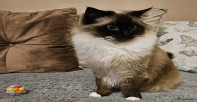 Ragdoll cats Gorgeous GCCF registered young female - Advert 13